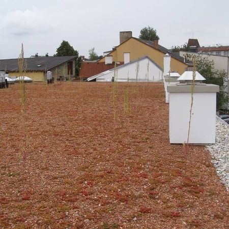 Mit roten Steinen und Pflanzen ausgelegtes Flachdach umrandet von hellen Steinen