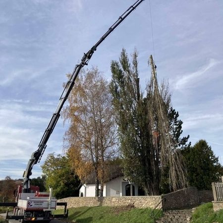 Entwurzelung eines Baumes mittels Kran